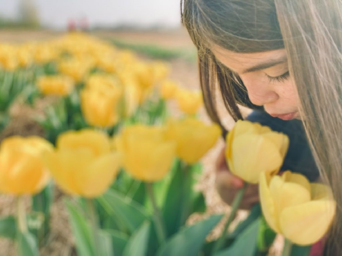 Tulipani in Lombardia