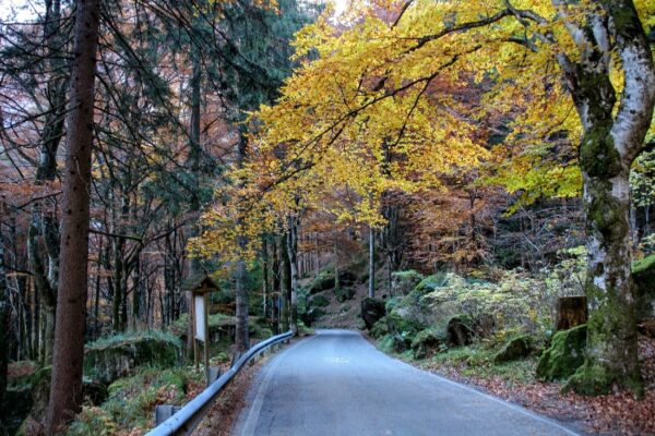 ERSAF Foreste Lombardia