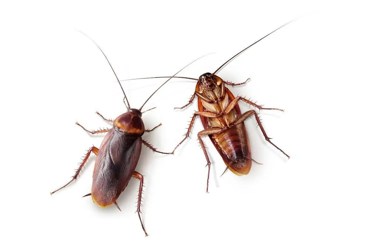 Se vedi questo insetto uscire dalla doccia devi intervenire subito: ecco da dove arriva