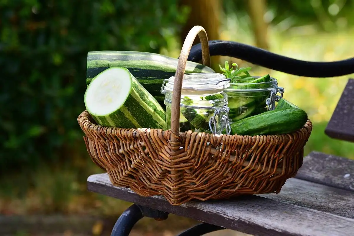 Zucchine piccole o deformi? Stai usando il concime sbagliato: ecco quale scegliere