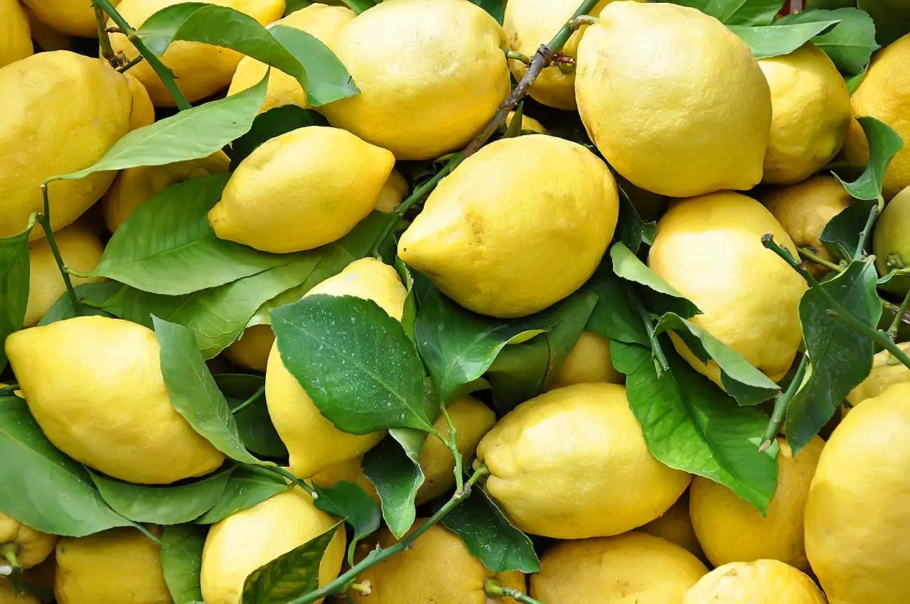 Il trucco semplicissimo per conservare i limoni freschi per mesi senza che ammuffiscano
