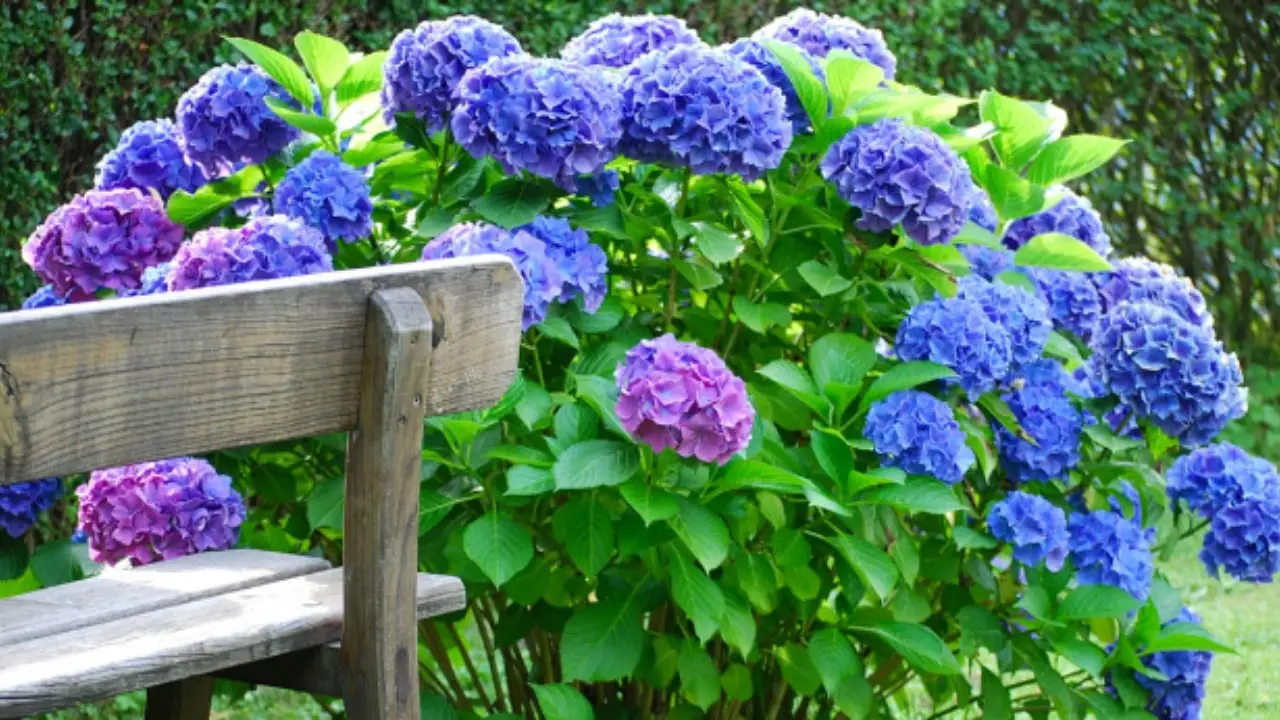 Il trucco segreto con un ingrediente da cucina per ortensie dai colori intensi e brillanti