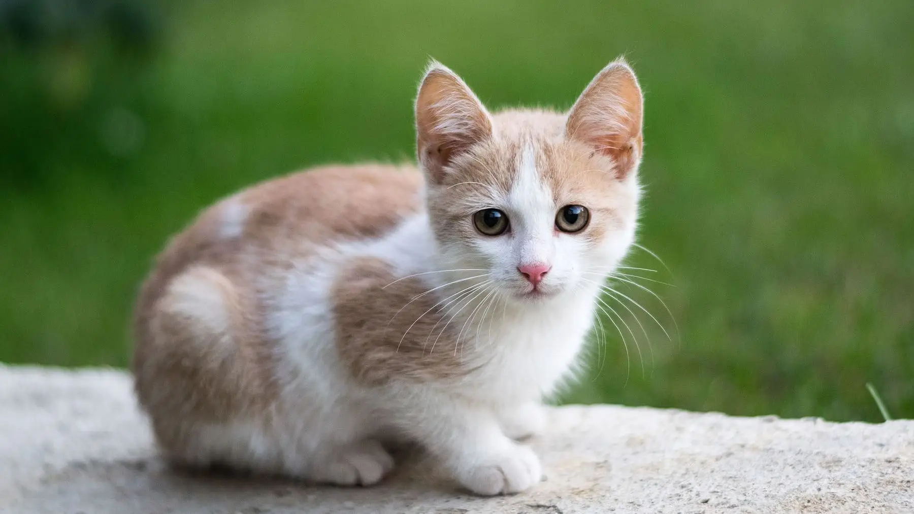 Se il tuo gatto fa pipì in casa spruzza subito questo prodotto naturale per fermarlo