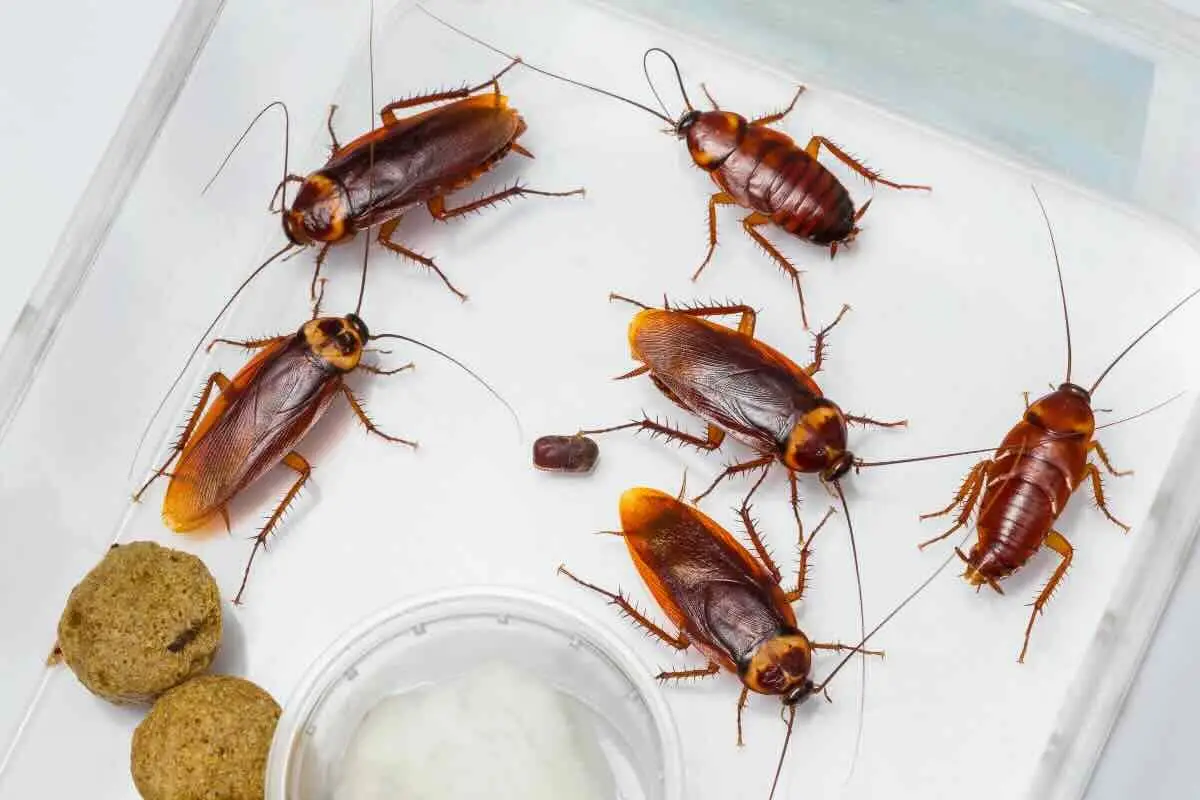 Scarafaggi in bagno: il metodo che gira in rete, basta un oggetto dalla dispensa