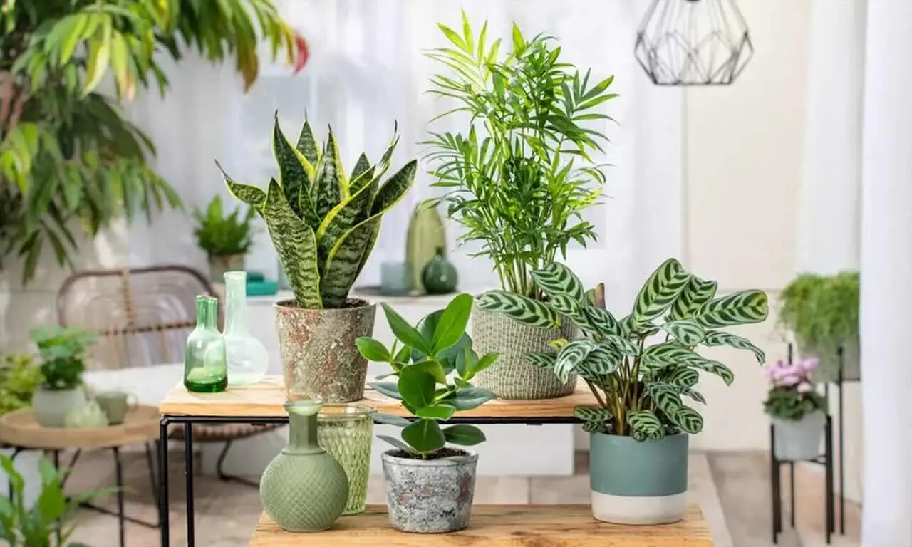 Non mettere queste piante in camera da letto: peggiorano l’aria durante la notte