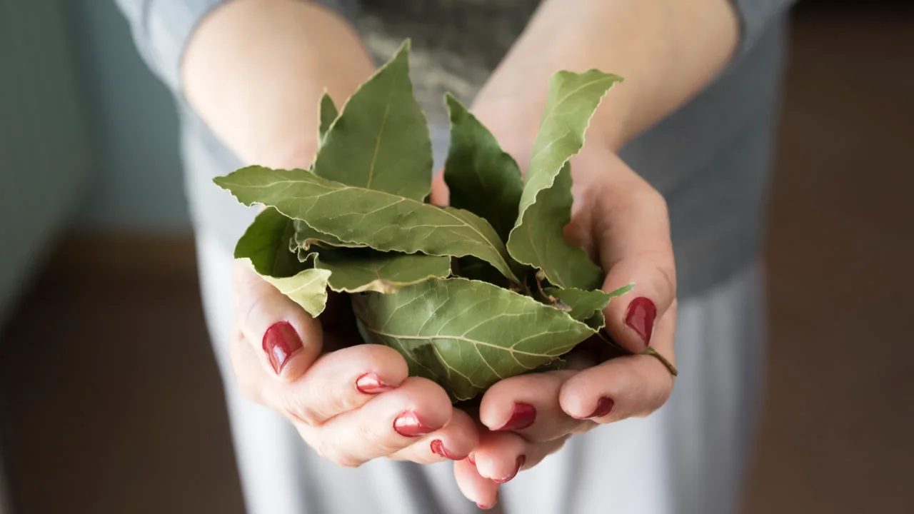 Brucia una foglia di alloro ogni sera: ecco cosa succede in casa secondo la tradizione